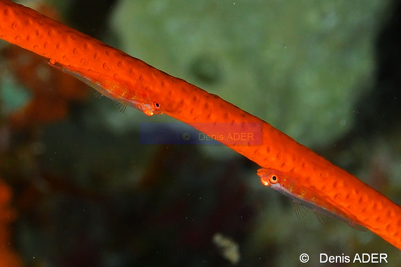 Bryaninops loki Gobie gorgone fouet-Junceella juncea Binongky Tanjung bante-21m-20180527-Denis-ADER-DSC_1112_tn.jpg